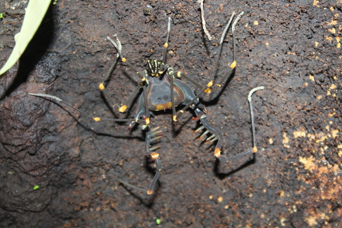 Sadocus ingens