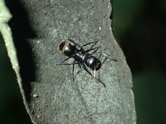 Camponotus arminius