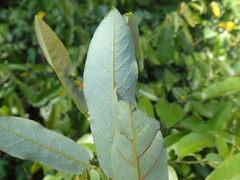 Monanthotaxis caffra