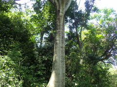 Celtis africana