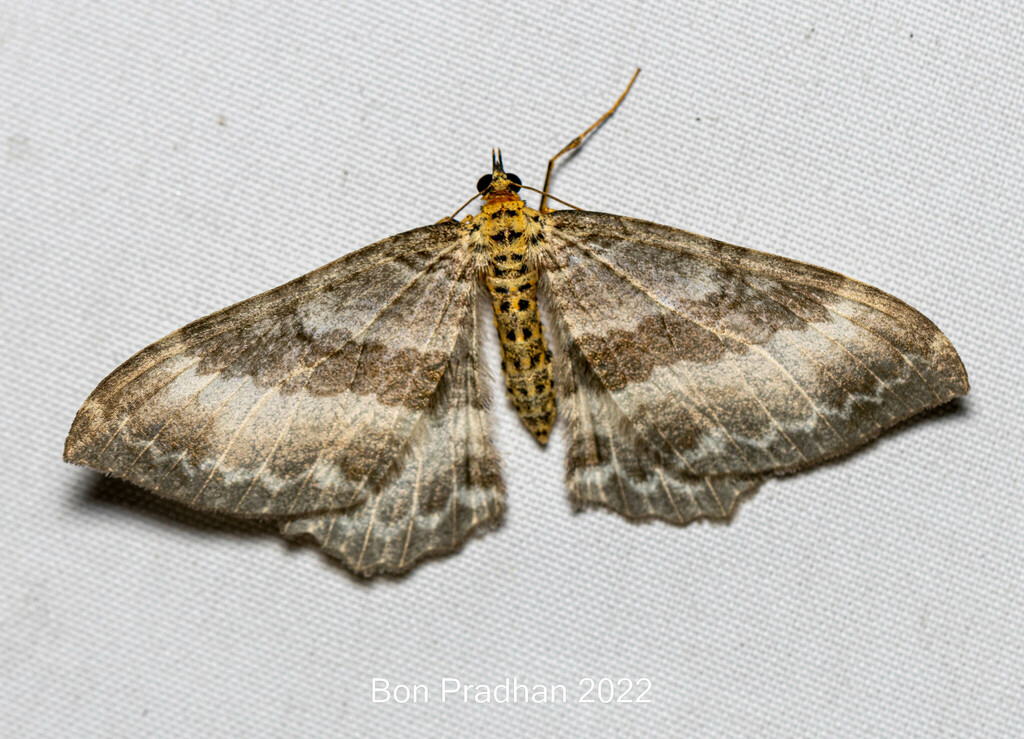 Rheumaptera hypolopha