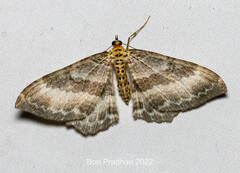 Rheumaptera hypolopha