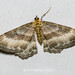Rheumaptera hypolopha - Photo (c) Bon Pradhan, some rights reserved (CC BY-NC), uploaded by Bon Pradhan