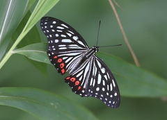 Hestina assimilis