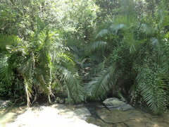 Phoenix reclinata