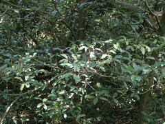 Englerophytum natalense