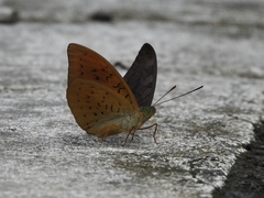 Tanaecia jahnu