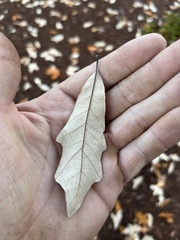 Quercus × comptoniae