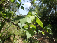 Dombeya tiliacea