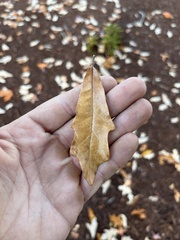 Quercus × comptoniae