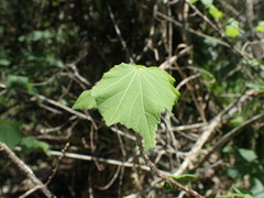 Dombeya tiliacea