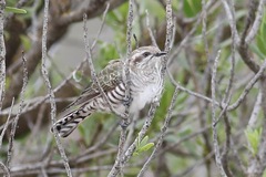 Chrysococcyx basalis