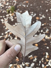 Quercus × comptoniae