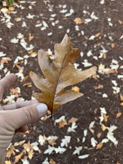 Quercus × comptoniae
