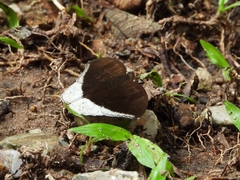 Tanaecia lepidea