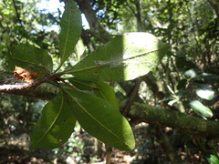 Manilkara nicholsonii
