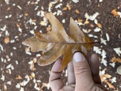 Quercus × comptoniae