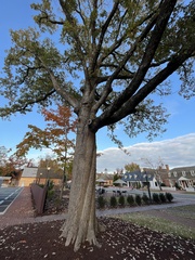 Quercus × comptoniae