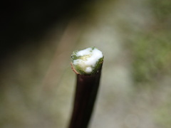 Manilkara nicholsonii
