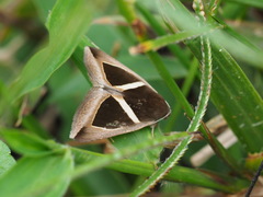 Chalciope mygdon