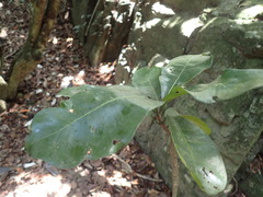 Manilkara nicholsonii