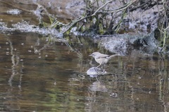 Sericornis maculatus