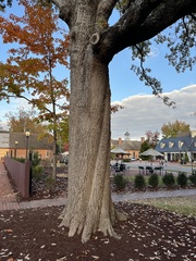 Quercus × comptoniae