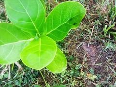 Calotropis gigantea