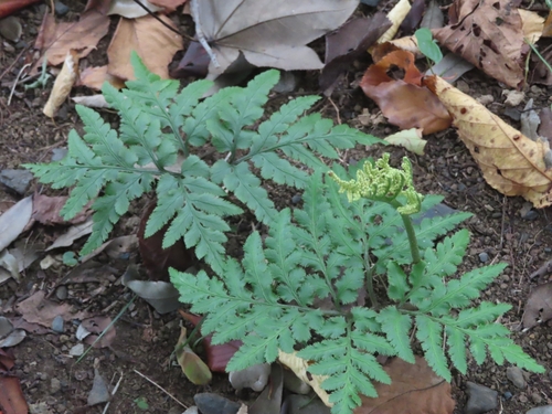 Image of Sceptridium japonicum by (c) mami_t_t, some rights reserved (CC BY)