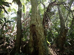 Cussonia sphaerocephala