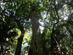 Cussonia sphaerocephala