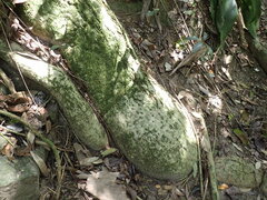 Cussonia sphaerocephala