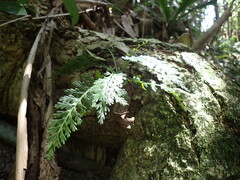 Asplenium rutifolium