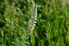Reseda alba