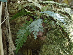 Asplenium rutifolium