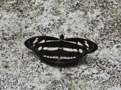 Limenitidinae