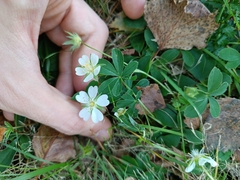 Potentilla alba