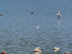 Recurvirostra avosetta