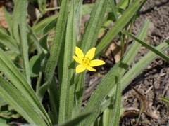 Hypoxis argentea