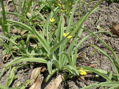 Hypoxis argentea