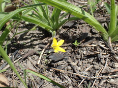 Hypoxis argentea