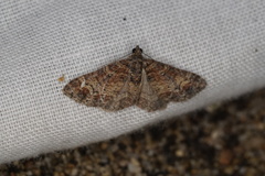 Chrysolarentia