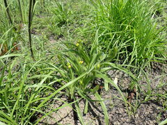 Hypoxis hemerocallidea