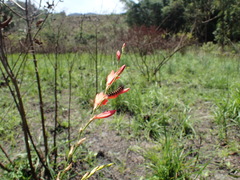 Tritonia disticha