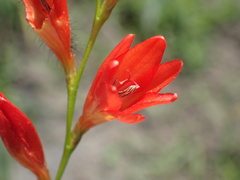 Tritonia disticha