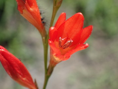 Tritonia disticha