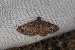 Chrysolarentia