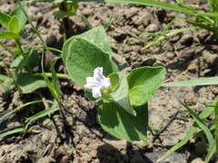 Ruellia cordata