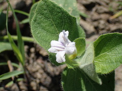 Ruellia cordata