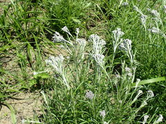 Hilliardiella aristata
